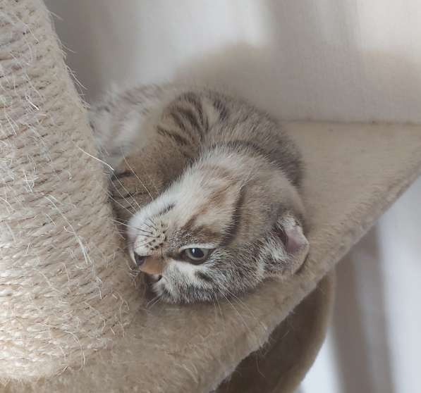 Продаю котят в фото 7