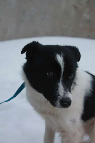 Стрелка ищет дом!!! в Чайковском фото 9