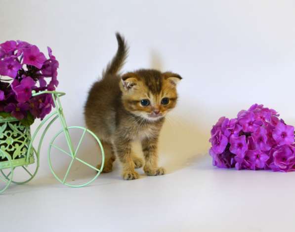 Шотландские котята, цена снижена в Москве фото 11