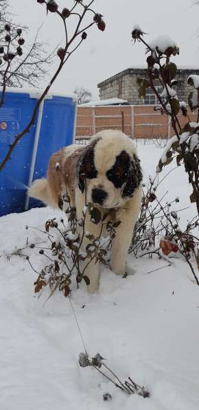 Щенки сенбернара в фото 12