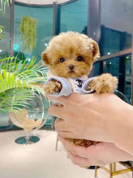 Teacup Teddy poodle в Москве фото 4