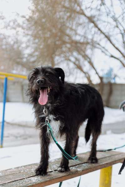 Самый дружелюбный пес на свете (метис ризеншнауцера) Барон в Москве фото 7