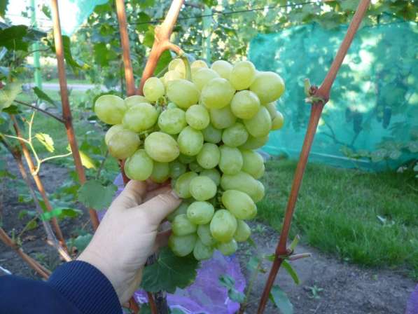 Принимаю заказы на вегетирующие саженцы винограда в Воронеже фото 9