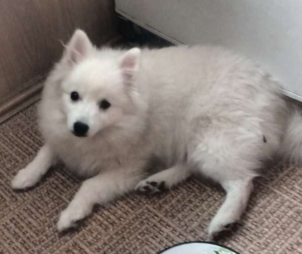 Шелти. Щенки. Питомник в Екатеринбурге фото 8