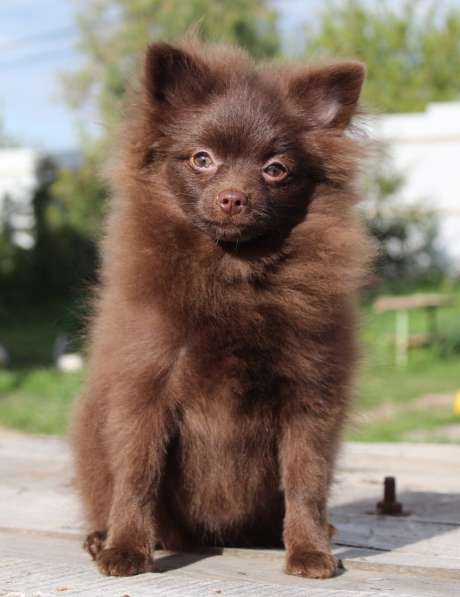 Pomeranian female в фото 3
