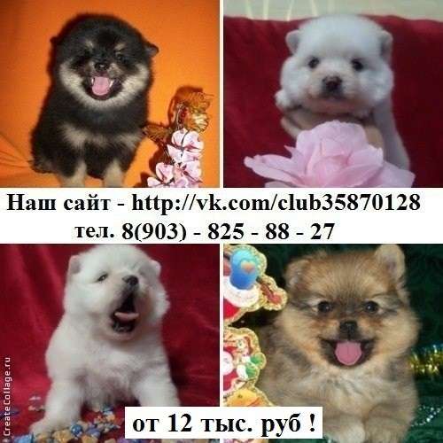 Яркие шпицы недорого