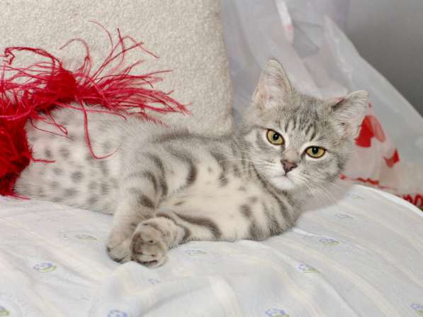 Котенок полосатая девочка Плюша в дар в Москве фото 7