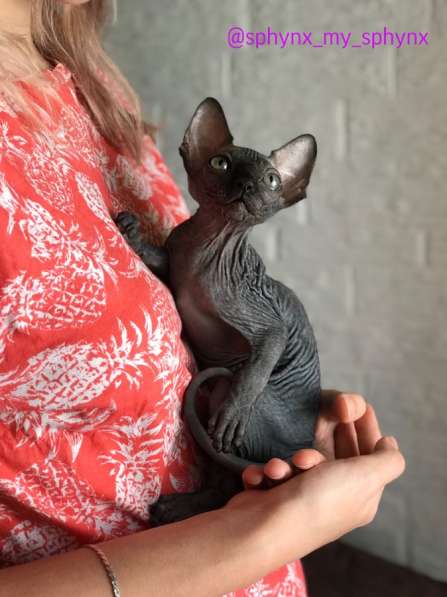 Котёнок Канадского Сфинка в Москве фото 13