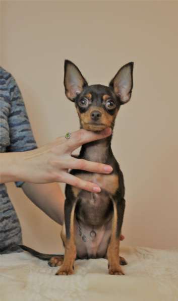 Русский той в Томске фото 6