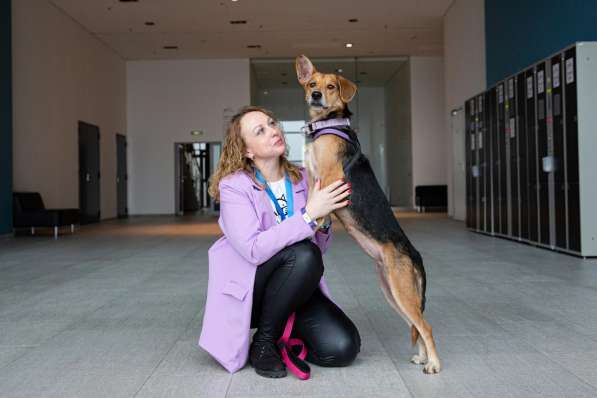 Небольшая собачка Астрид ищет дом в Санкт-Петербурге фото 6