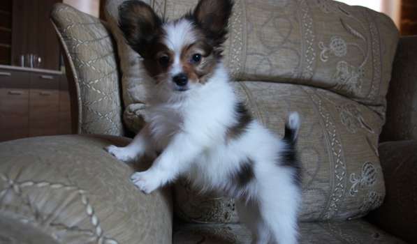 Папийон - очаровательный щенок, 2 месяца в Уфе фото 3