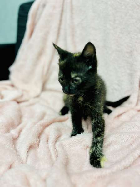 Котенок в добрые руки в фото 7