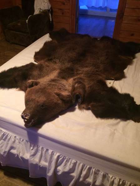 Шкура медведя в Челябинске фото 5