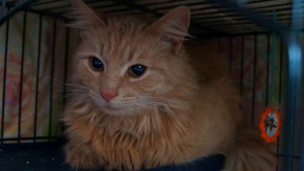 Котик в поиске дома в Москве фото 14