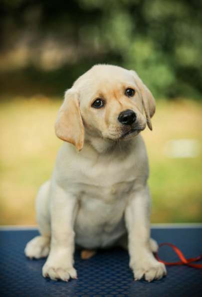 High quality Labrador Retriever puppies в фото 46