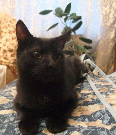 Котенок-мальчик чистого черного цвета