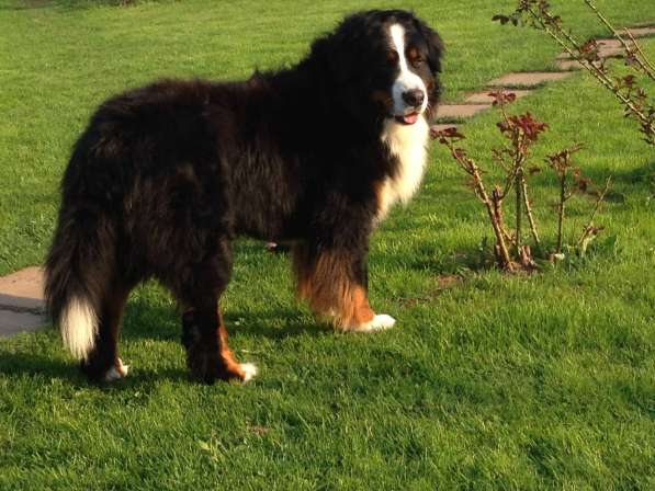 Щенки бернского зенненхунда из питомника в Москве фото 37