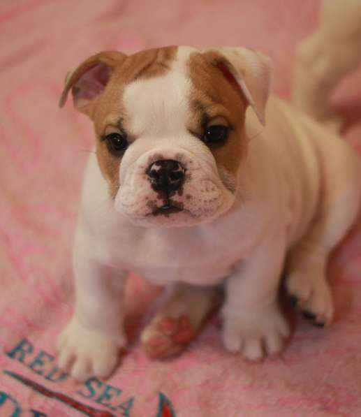 Щенки английского бульдога в Тюмени фото 15