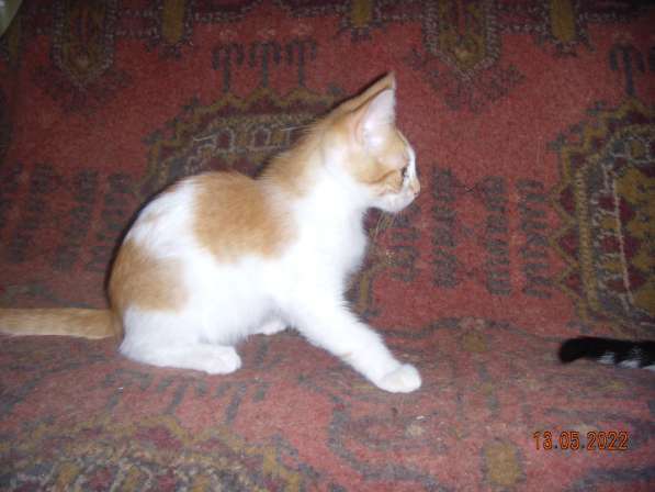 Котята в Севастополе фото 9