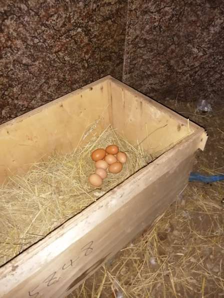 Домашние яйца с доставкой на дом