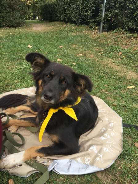 Молодая крошка Стеша ищет дом в Москве фото 5