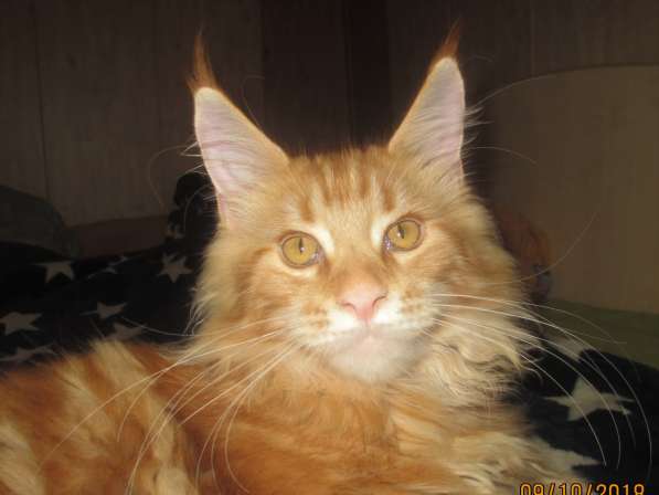 Красотки мейн- кун из питомника Arktur в Екатеринбурге фото 4