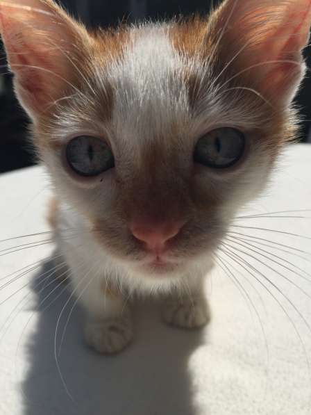 Котята в Кисловодске фото 71