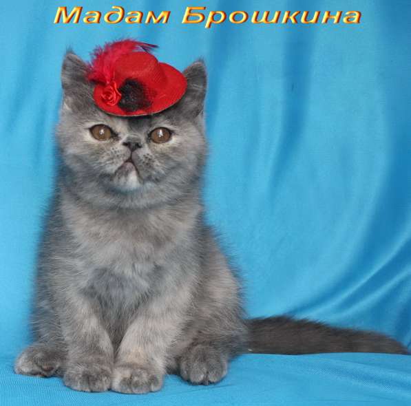 Котенок персидский экзотический. Девочка. Фото, Видео в 