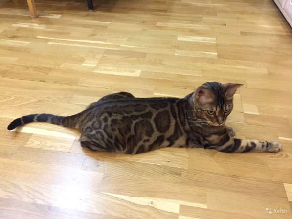 Бенгальская в Санкт-Петербурге фото 4