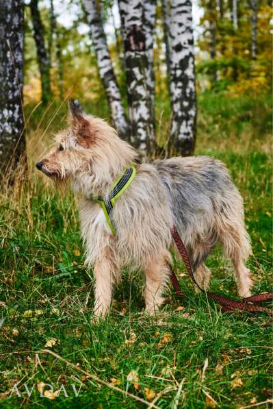 Трогательный Чарлик ищет дом в Москве фото 27