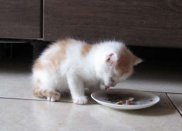 Отдадим бело-рыжего котенка 1,5 месяца. К туалету приучен в Зеленогорске
