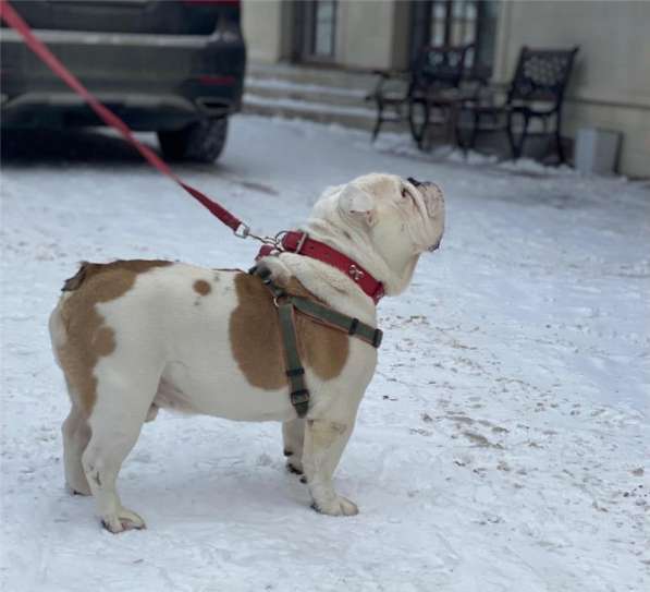 Английский бульдог Бароша ищет семью в Москве фото 8