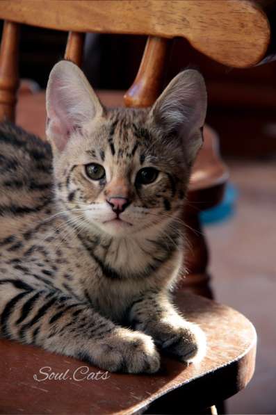 Купить Саванну F1 питомника Soul. Cats в Москве фото 22