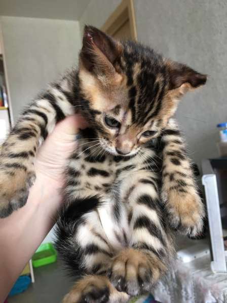 Бенгальские котята❤️ в Перми фото 12
