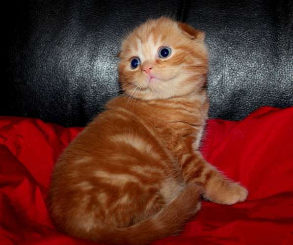 Огненно-рыжие мраморные шотландские котята