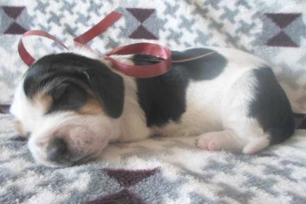 Щенки Бассет-хаунд в Армавире фото 73