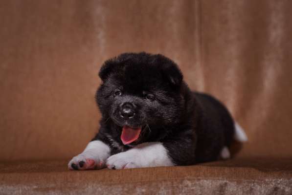 Щенки Американской акиты в фото 5