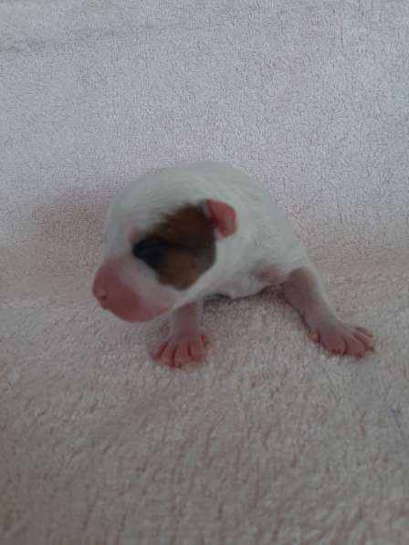 Милые мальчики и девочки Амстаффа резерв ркф в Москве фото 53