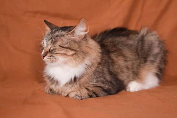 Пушистая молодая кошечка Джина в дар в Москве