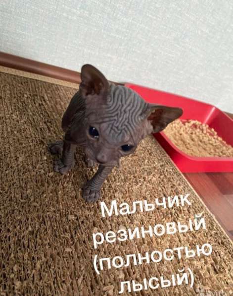 Котята Донской сфинкс в Новосибирске фото 7
