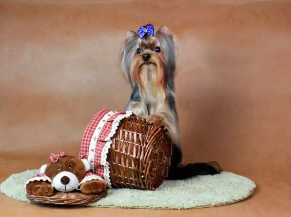 Девочка йоркширского терьера в Санкт-Петербурге фото 5