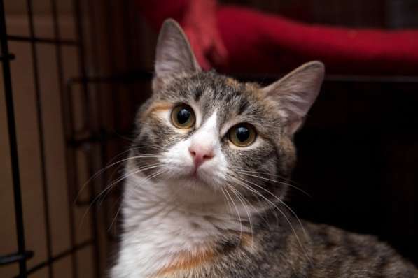 Милая Тесси мечтает стать домашней