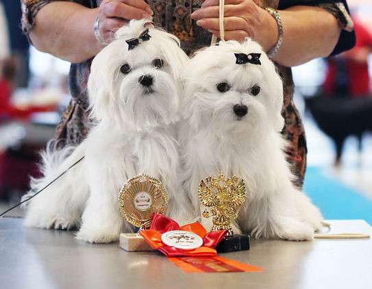 Мальтезе (мальтийской болонки) щенки от чемпионов в Москве фото 12