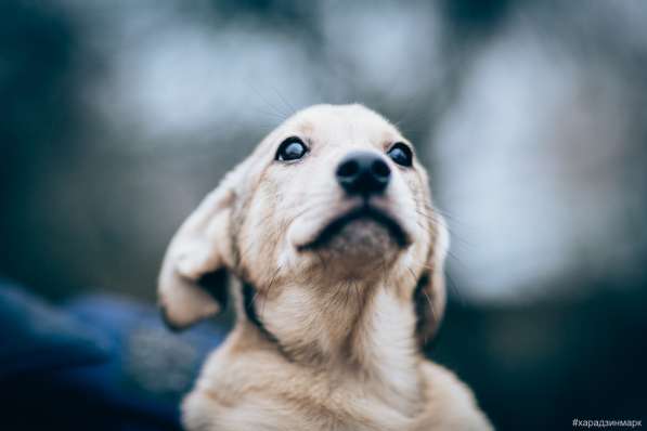 Великолепная Четверка в дар в Москве фото 26