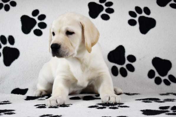 ПАТТИ ОСЕННЯЯ СКАЗКА в Москве фото 11