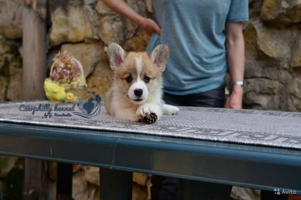 Вельш Корги Пемброк в Воронеже фото 12