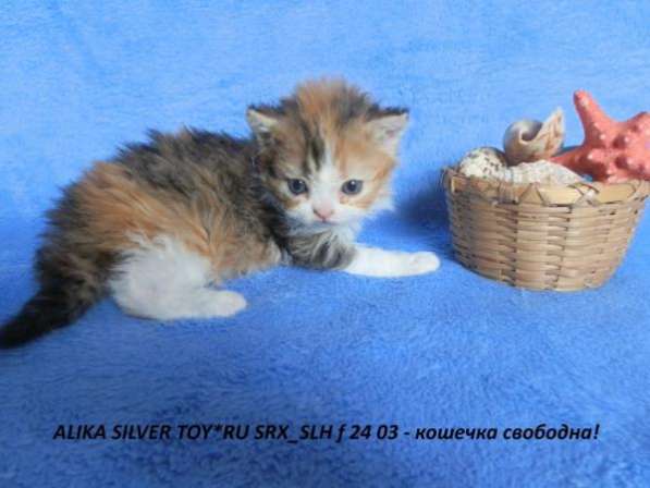Продаются кучерявые котята Селкирк-рекс в Майкопе