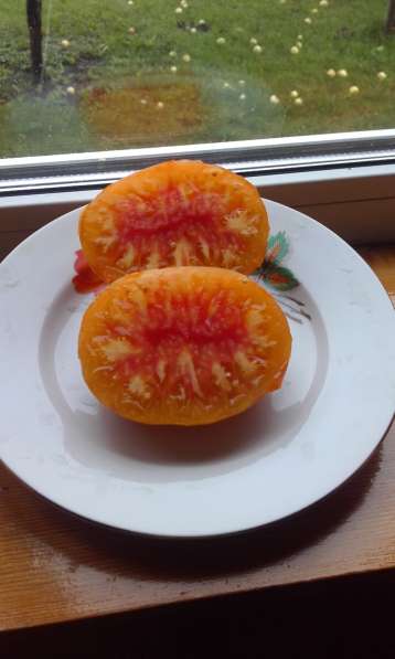Редкие сорта томатов в Москве фото 5