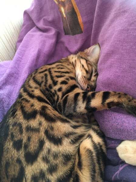 Бенгальские котята❤️ в Перми фото 22