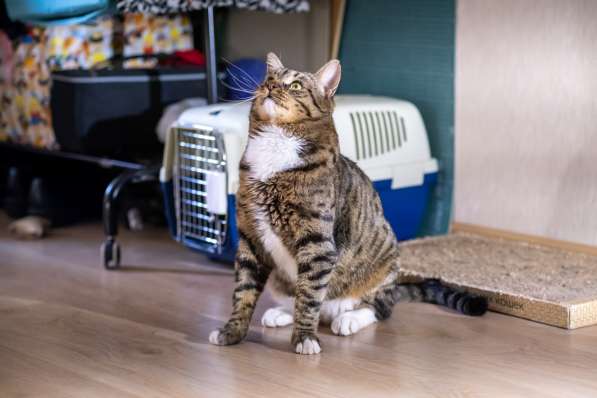 Вальяжный Боб в Москве фото 14